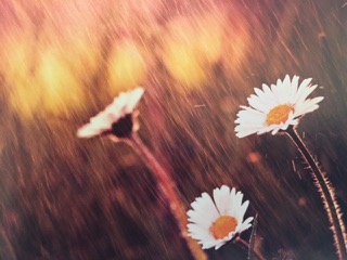 PiYo Wednesday: Zoom Link …