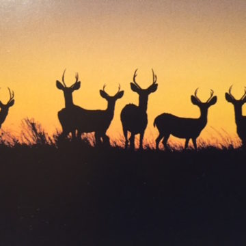 PiYo Tuesday: Zoom Link…