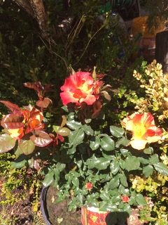 PiYo Monday: Love The Moment …