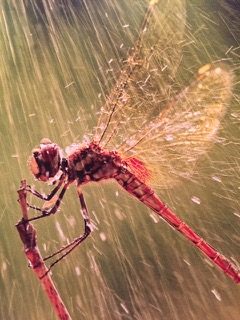 PiYo Wednesday:  Against Our Will …