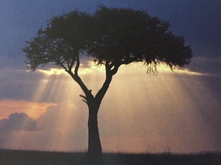 PiYo Monday: Light Is Generous …