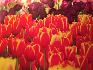 PiYo Tuesday: You Have…