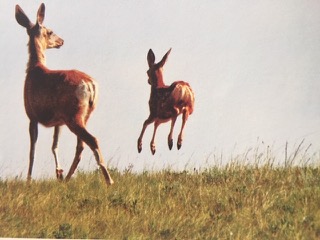 PiYo Thursday:  It’s Great …