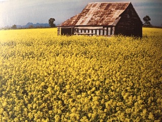 PiYo Monday: & New Class Offering …